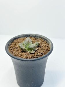 Ariocarpus fissuratus 'Godzilla'アリオカルプス フィスラータス 'ゴジラ' 亀甲牡丹 メキシコ原産 抜き苗送料無料 検 ボタン 希少種 実生