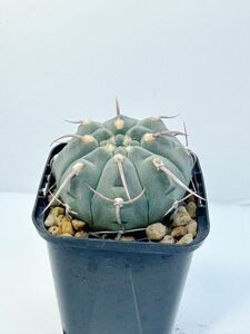 Gymnocalycium vatteriギムノカリキウム スーパーバッテリー 一本刺 実生選抜株 メキシコ原産 抜き苗送料無料 検ギムノ　強刺 サボテン