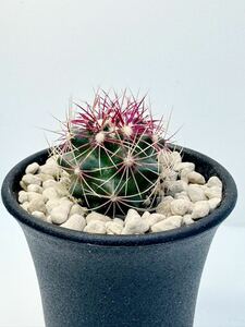 Thelocactus bicolor SB866 実生 テロカクタス バイカラー FN付 16/ Starr Co, T×, papery spires 抜き苗送料無料 検 フィールドナンバー