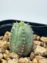 希少 ユーフォルビア ヤンセンビレンシス Euphorbia jansenvillensis アフリカ原産 抜苗送料無料 多肉植物 検オベサ ホリダ スーパーバリダ_画像1