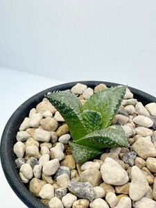 ハオルチア 吹 雪 'Fubuki' haworthia venosa 霧状の白濁り窓特異 アフリカ原産 抜き苗送料無料 検 竜燐 硬葉 ハオルシア 美種