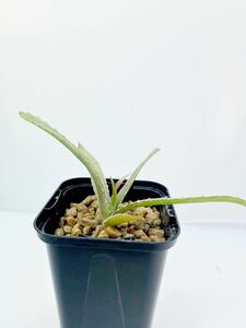 ダークネス アロエ ロマトフィラム Aloe Lomatophyllum 希少実生株 アフリカ原産 抜き苗送料無料 検 希少アロエ 多肉植物　黒赤葉