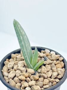 Aloe karasbergensis アロエ カラスベルゲンシス 実生多肉植物 アフリカ原産 抜き苗送料無料 検アロエ 希少種 美種 レアアロエ
