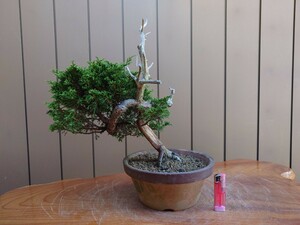  bonsai thread fish river genuine Kashiwa height of tree 34cm