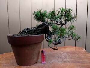  bonsai red pine top and bottom 25cm