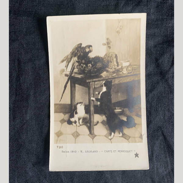 フランス 1910s 猫とオウム 鳥 2匹 はちわれ ポストカード 写真 カメラ 銀板 クラシック アート 葉書 絵葉書 ヴィンテージ アンティーク