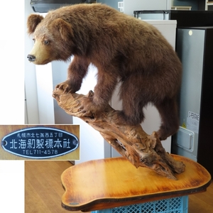 ♪北海剥製標本社 小熊 剥製 子熊 札幌 引取限定♪