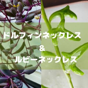 多肉植物ルビーネックレス&ドルフィンネックレス(抜き苗を各2本の計4本)