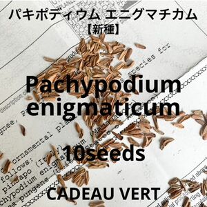 レア種子★6月末着☆パキポディウム エニグマチカム★Enigmaticum10粒