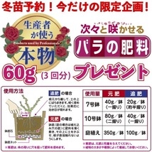 送料無料　パオロ ペイローネ ジャルディニエレ6号鉢大苗予約　　鉢植え バラ 薔薇 バルニ イタリア 大苗_画像2