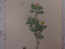 英English botanity植物画アンティークボタニカルプリントSowerby(ジェームス・サワビー) ローズ薔薇_画像1