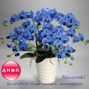 Легкие каталитические phalaenopsis orchids interior kowa 5 honai blue blue blue celect