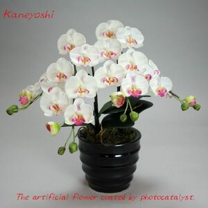 Art hand Auction Photokatalysator Phalaenopsis Künstliche Blume Innen Kleine Blume 2 Stiele Weiß Eine Weiße Farbe Feier Geschenk Souvenir Geburtstag Präsentation Neueröffnung Blume Gefälschte Grüne Luftreiniger, Handwerk, Kunsthandwerk, Kunstblume, Gepresste Blumen, Fertiges Produkt