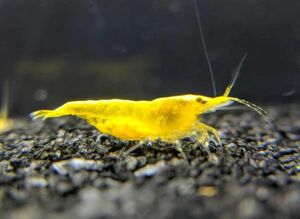 [OSH] yellow Cherry shrimp 35 pcs 