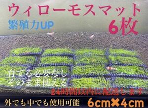 ウィローモスマット　6枚セット　業者様もご愛用　すぐ使えます。　24時間以内に配送します。