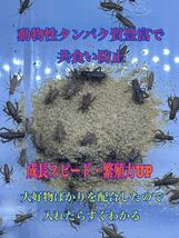 コオロギ・デュビアフード 300g 24時間配送　共食い防止に！　高品質低価格_画像2