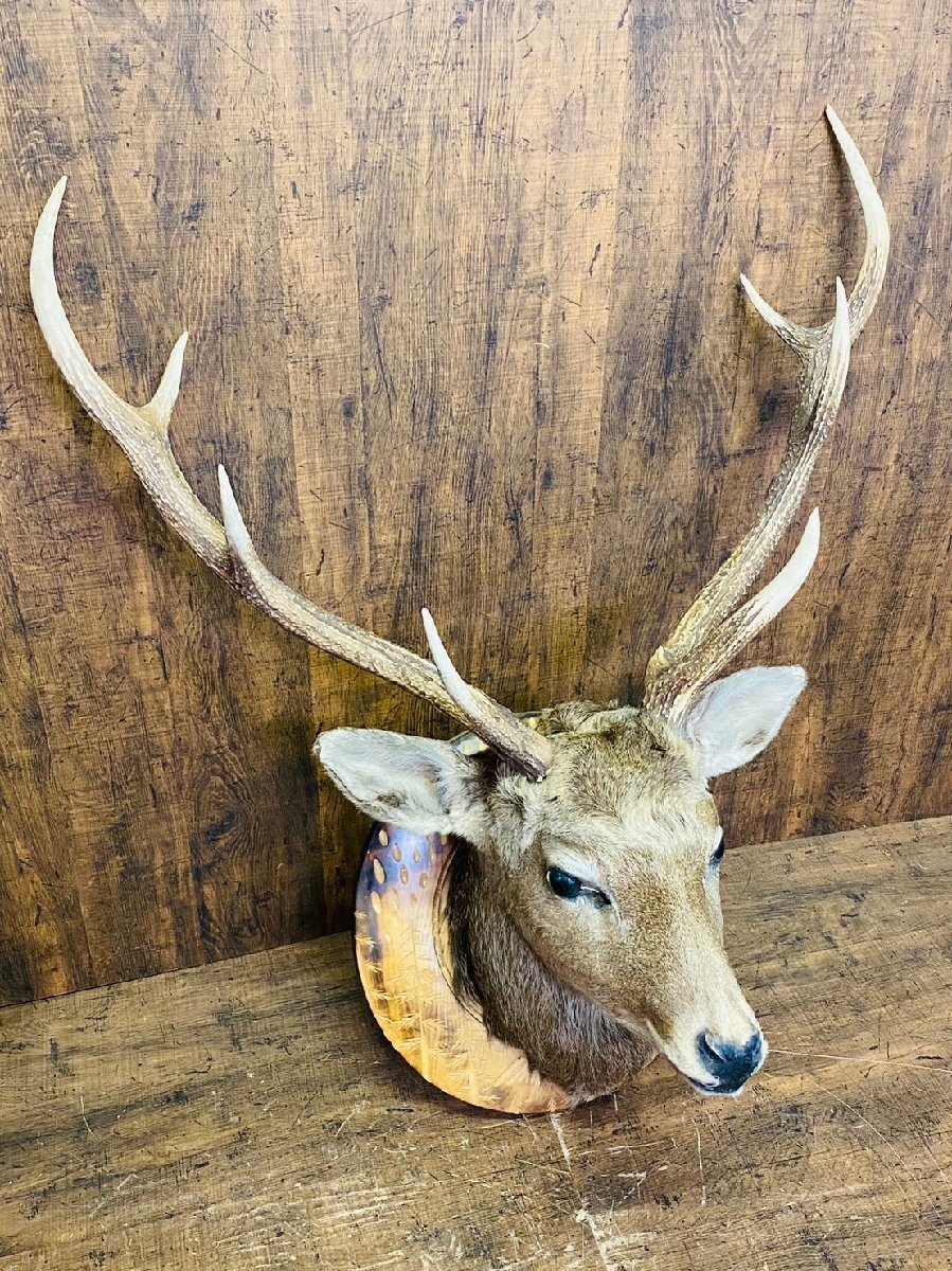 2023年最新】ヤフオク! -鹿 剥製の中古品・新品・未使用品一覧