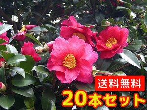 サザンカ 樹高0.5m前後 10.5cmポット （20本セット）（送料無料） 苗 植木 苗木 庭