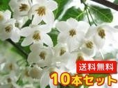 エゴノキ 樹高0.5m前後 10.5cmポット （10本セット）（送料無料） 苗 植木 苗木 庭