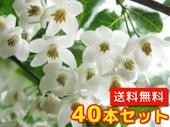 エゴノキ 樹高0.5m前後 10.5cmポット （40本セット）（送料無料） 苗 植木 苗木 庭