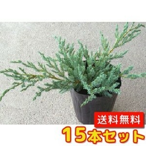 ブルーカーペット / 15cmポット （15本セット）（送料無料） 苗 植木 苗木 庭 グランドカバー