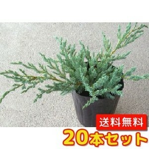 ブルーカーペット / 15cmポット （20本セット）（送料無料） 苗 植木 苗木 庭 グランドカバー