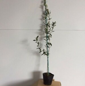オリーブ 樹高0.3m前後 10.5cmポット （5本セット）（送料無料） 苗 植木 苗木 庭