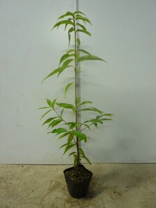 シラカシ 樹高0.5m前後 10.5cmポット （10本セット）（送料無料） 苗 植木 苗木 庭