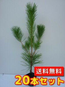 クロマツ 樹高0.5m前後 10.5cmポット （20本セット）（送料無料） 苗 植木 苗木 庭