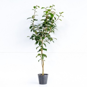 yab camellia height of tree 1.0m rom and rear (before and after) 15cm pot (90 pcs set )( free shipping ) seedling plant sapling garden 