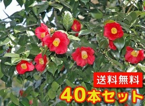 ヤブツバキ 樹高0.5m前後 10.5cmポット （40本セット）（送料無料） 苗 植木 苗木 庭