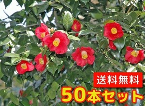 ヤブツバキ 樹高0.5m前後 10.5cmポット （50本セット）（送料無料） 苗 植木 苗木 庭