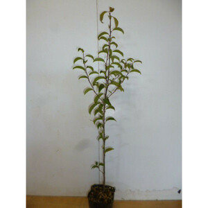 クロガネモチ 樹高0.8m前後 10.5cmポット （20本セット）（送料無料） 苗 植木 苗木 庭