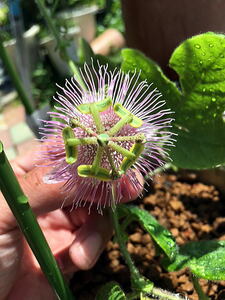 美麗トケイソウ　パッシフロラ　ネフロデス　Passiflora nephrodes