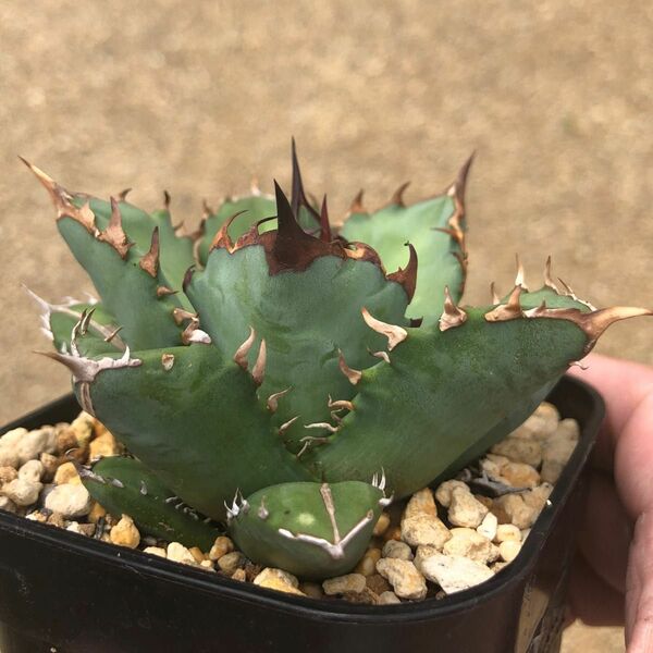 台湾産 Agave titanota dwarf 姫厳龍