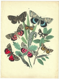 1882年 Kirby 石版画 手彩色 ヨーロッパの蝶と蛾 Pl.41 ヤガ科 モエガ科 ムラサキシタバ シャクガ科 カバシャクなど8種 博物画