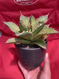  agave chitanota. just saw tooth . stock 2. equipped 