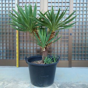 [ pickup limitation ]* yucca Glo rio saYucca gloriosa* yucca Ran Kimi gayo Ran Driger ten lock garden Nankoku resort gardening 