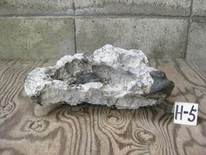  dragon rock flat type ..(32,5./6,7.) used H-⑤ stone attaching bonsai suiseki st tray stone .. stone dragon rock 