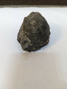 化石　二枚貝　9×7.5×6cm　約361g　詳細不明　ハマグリ？