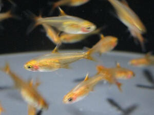  free shipping * red Tetra approximately 2cm rom and rear (before and after) 30 pcs set fire - Tetra 