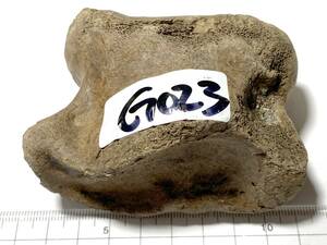 氷河期大型草食動物化石・G023・193g（中国産化石標本）