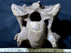  ice river period large . meal animal fossil *G039*689g( China production fossil specimen )