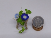maco's miniature flower♪朝顔♪_画像8