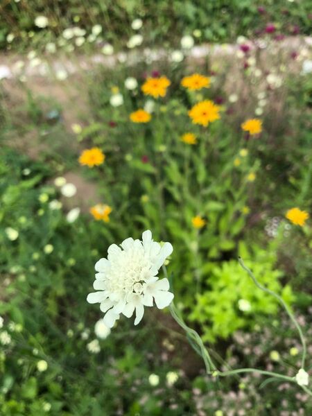 花種セット　松虫草&金鳳花＆オマケ　宿根多年草　北海道より　