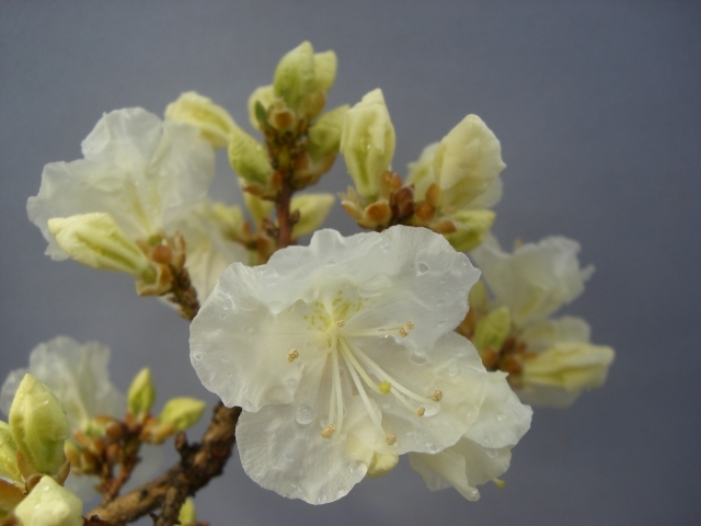 ヤフオク! -「玄海ツツジ」(花、園芸) の落札相場・落札価格