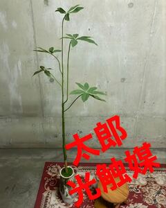 光触媒　人工観葉植物　ウォールグリーン　フェイクグリーン　スリムパキラ@gja