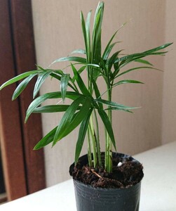 テーブルヤシ ヤシ 観葉植物