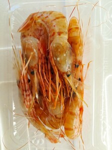 ボタンエビ大15cm5本(80～90g位)1p456円即決