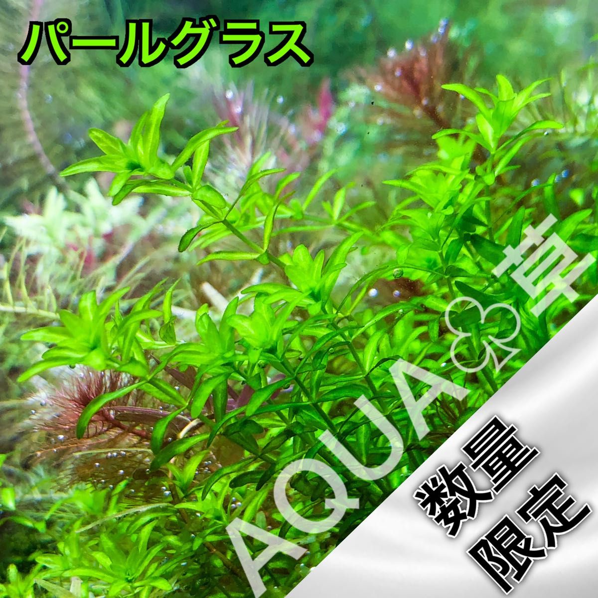 ADA 30周年 レトログラス 天色|Yahoo!フリマ(旧PayPayフリマ)